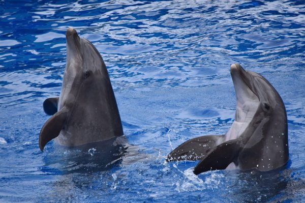 Le dauphin martinique : caractéristiques, habitat, comportement et conservation