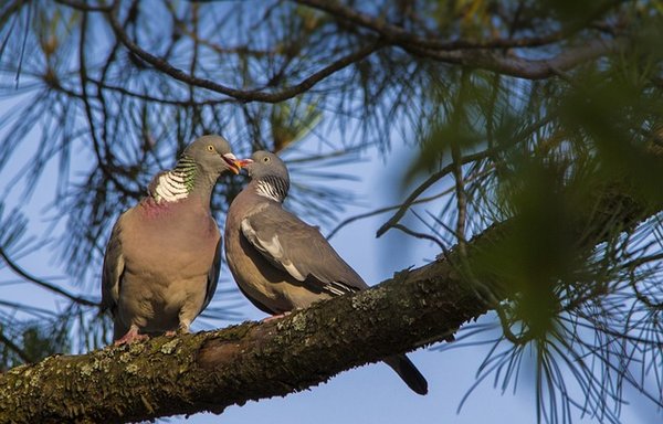 Dans quelle région de France chasser des palombes?